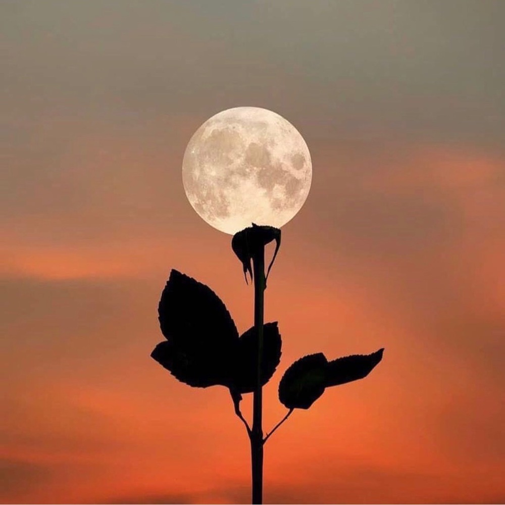 Meet your Posher, Salma